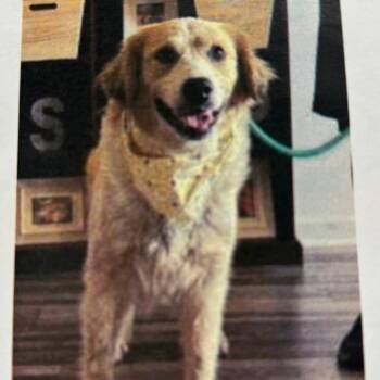 Mabel -  Retriever and Mixed Breed Dog for Adoption - Mabel | PetCurious