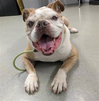 Rescue American Bulldog Dogs for Adoption in Hayward, California - SMASH | PetCurious