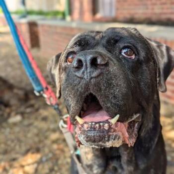Slow Mo -  Cane Corso and Mixed Breed Dog for Adoption in Richmond, Virginia - Slow Mo | PetCurious