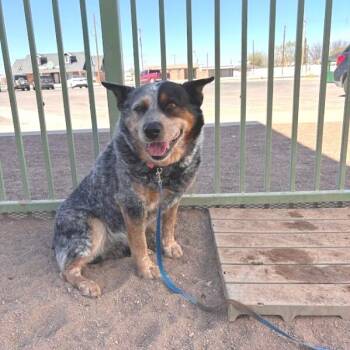 Australian Cattle Dog Blue Heeler Dogs Available for Adoption - Charlie | PetCurious