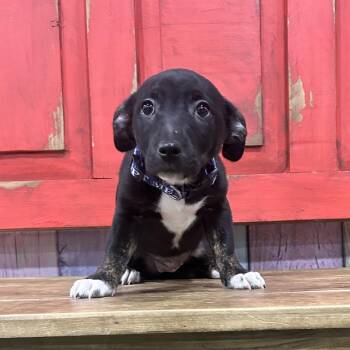 Dachshund and Mixed Breed Dogs Available for Adoption in Midland, Texas - FWT Feta | PetCurious