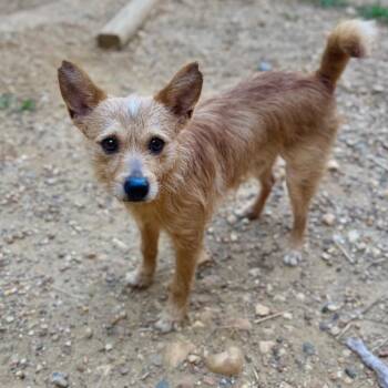 Firecracker -  Mixed Breed and Scottish Terrier Dog for Adoption in Fredericksburg, Virginia - Firecracker | PetCurious