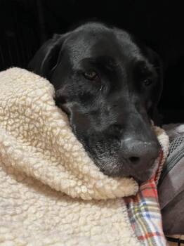 Lucia -  Retriever Dog for Adoption - Lucia | PetCurious