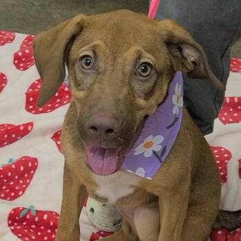 Coconut -  Chocolate Labrador Retriever and Shepherd Dog for Adoption in Clearwater, Florida - Coconut | PetCurious