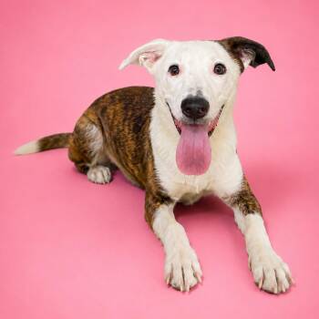 Cindy -  Boxer Dog for Adoption in Heber Springs, Arkansas - Cindy | PetCurious