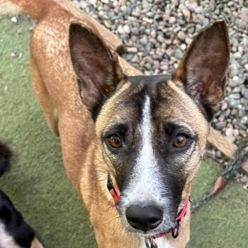 Rescue Jindo and Australian Kelpie Dogs for Adoption in Ramona, California - Maverick | PetCurious