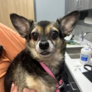 King -  Chihuahua and Miniature Dachshund Dog for Adoption in Saint Joseph, Missouri - King | PetCurious