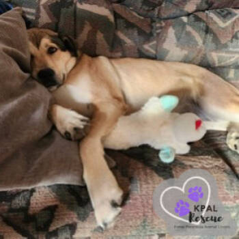 Rescue Chow Chow and Labrador Retriever Dogs for Adoption in Kenai, Alaska - Willow (AKA Flower - AK Bird Litter) | PetCurious