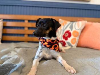 Jack Russell Terrier and Chihuahua Dogs Available for Adoption - Paco Your Favorite Plus One | PetCurious