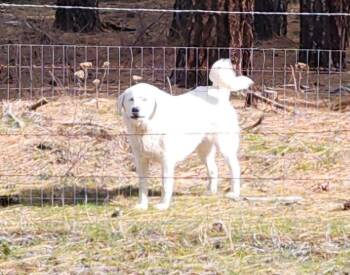 Great Pyrenees and Akbash Dogs Available for Adoption in Battle Ground, Washington - Angel | PetCurious
