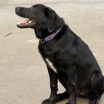 Willow (Courtesy Post) -  Black Labrador Retriever and Border Collie Dog for Adoption in Statesboro, Georgia - Willow (Courtesy Post) | PetCurious