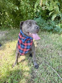 Rescue American Staffordshire Terrier and Labrador Retriever Dogs for Adoption in Angleton, Texas - Lacross | PetCurious