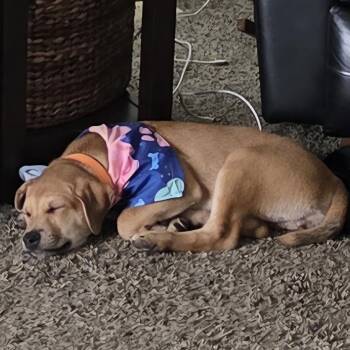 Big Girl -  Husky and Mixed Breed Dog for Adoption in Lenexa, Kansas - Big Girl | PetCurious