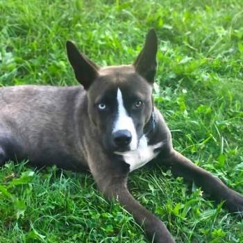 Akito (6 months old) -  Pit Bull Terrier Dog for Adoption in Albany, New York - Akito (6 Months Old) | PetCurious