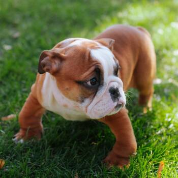 Aspen -  English Bulldog Dog for Adoption in Northbrook, Illinois - Aspen | PetCurious