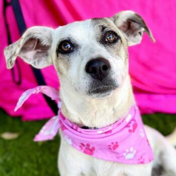 Jack Russell Terrier Dogs Available for Adoption in Rowland Heights, California - TILLY | PetCurious