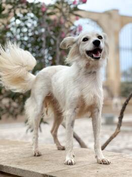 Shanty -  Canaan Dog and Retriever Dog for Adoption in New York, New York - Shanty | PetCurious