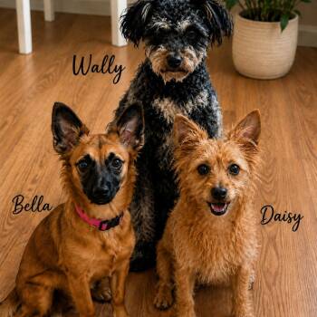 Bella -  Chihuahua and Pomeranian Dog for Adoption in Phoenix, Arizona - Bella | PetCurious