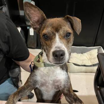 Mixed Breed Dogs Available for Adoption in Pinellas Park, Florida - Honeybee (Roscette) | PetCurious