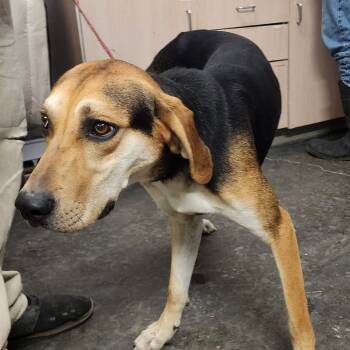 Rescue Hound Dogs for Adoption in Evensville, Tennessee - Winston | PetCurious