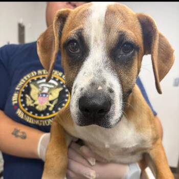 Grace -  Boxer and Black Mouth Cur Dog for Adoption in Hattiesburg, Mississippi - Grace | PetCurious