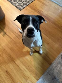 Huey -  Mixed Breed Dog for Adoption in Parker, Colorado - Huey | PetCurious