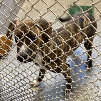Stella -  Boxer and Mixed Breed Dog for Adoption in Royse City, Texas - Stella | PetCurious