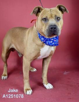 Jake - URGENT -  Pit Bull Terrier Dog for Adoption in Thousand Oaks, California - Jake - URGENT | PetCurious