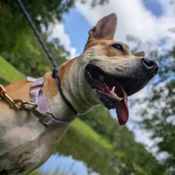 Loopy 27745 -  Mixed Breed Dog for Adoption in Middleburg, Florida - Loopy 27745 | PetCurious