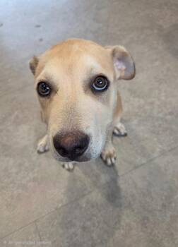 Jensen -  Mixed Breed Dog for Adoption in Bossier City, Louisiana - Jensen | PetCurious
