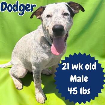 Dodger -  Catahoula Leopard Dog and Pit Bull Terrier Dog for Adoption in Ringwood, New Jersey - Dodger | PetCurious