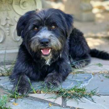 Licorice -  Lhasa Apso and Cairn Terrier Dog for Adoption in Mead, Colorado - Licorice | PetCurious
