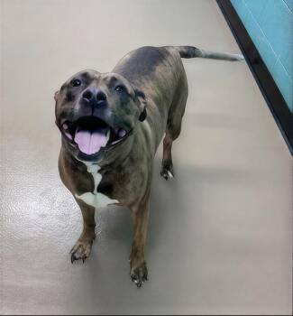 Bellaire -  Mixed Breed Dog for Adoption in Nashville, Tennessee - Bellaire | PetCurious