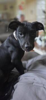 Meeny -  Staffordshire Bull Terrier and Pit Bull Terrier Dog for Adoption in Oswego, Illinois - Meeny | PetCurious