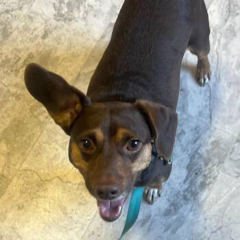 Beagle and Mixed Breed Dogs Available for Adoption - Rosco | PetCurious