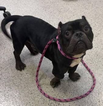 Butterball -  Fox Terrier and Mixed Breed Dog for Adoption in Fishers, Indiana - Butterball | PetCurious