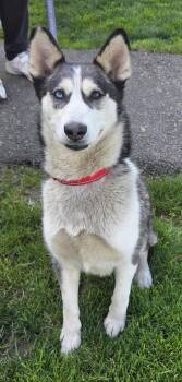 Siberian Husky Dogs Available for Adoption in Salem, Oregon - Chanel | PetCurious
