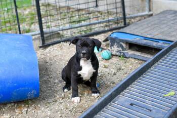 Mixed Breed Dogs Available for Adoption in Bonifay, Florida - Margot (Coming Soon) | PetCurious