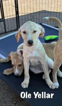Hound Dogs Available for Adoption in Senatobia, Mississippi - Ol Yella | PetCurious