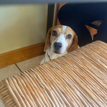 Molly -  Beagle Dog for Adoption in Miami, Florida - Molly | PetCurious