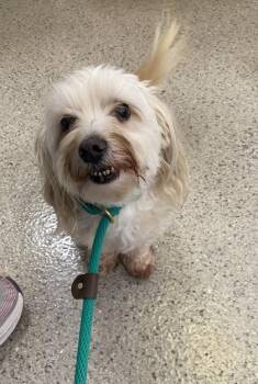 Shortbread -  Havanese and Dachshund Dog for Adoption in Fishers, Indiana - Shortbread | PetCurious