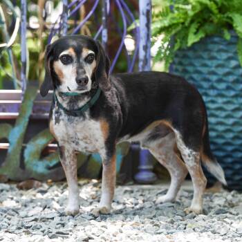 Beagle Dogs Available for Adoption in Wake Forest, North Carolina - Norris | PetCurious
