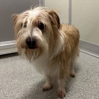 Odie -  Mixed Breed Dog for Adoption in Oak Brook, Illinois - Odie | PetCurious