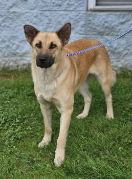 German Shepherd Dog Dogs Available for Adoption in Fort Payne, Alabama - Arana | PetCurious