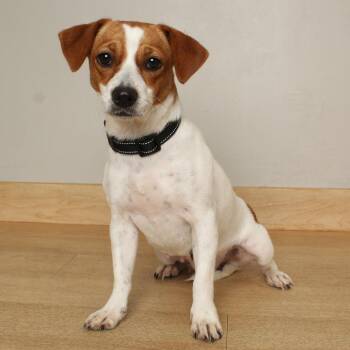 Lady D70373 -  Rat Terrier Dog for Adoption in Minnetonka, Minnesota - Lady D70373 | PetCurious