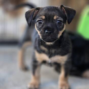 Deb (Coming Soon) -  Chihuahua Dog Available for Adoption in Bonifay, Florida - Deb (Coming Soon) | PetCurious