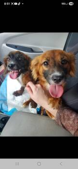 Rescue Dachshund Dogs for Adoption in Miami, Florida - Alvin And Theodore | PetCurious