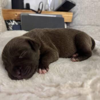 Terrier Dogs Available for Adoption in Waxhaw, North Carolina - Rizzo  | PetCurious