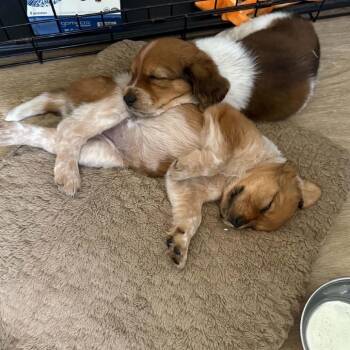 Peaches - Costa Mesa Location *Available 8/15* -  Beagle and Basset Hound Dog for Adoption in Chino Hills, California - Peaches - Costa Mesa Location *Available 8/15* | PetCurious