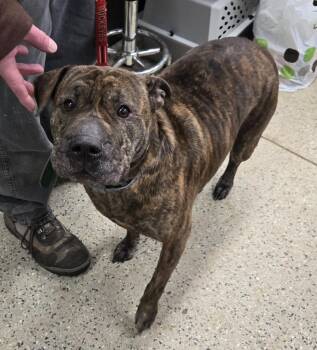 Boxer and Shar Pei Dogs Available for Adoption - Ivy | PetCurious